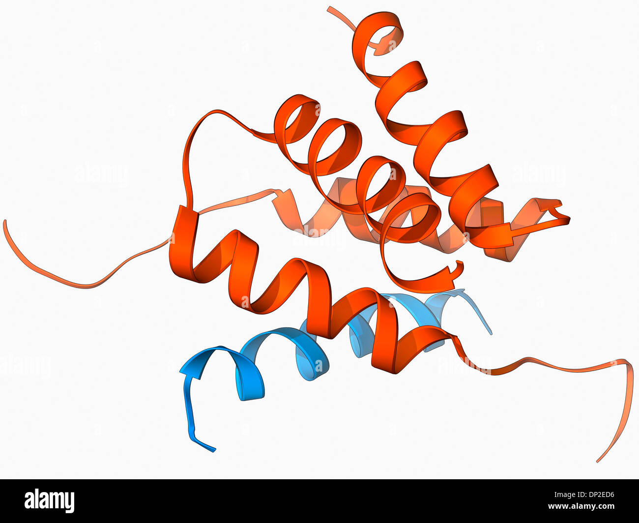 Protein kinase regulatory subunit Stock Photo