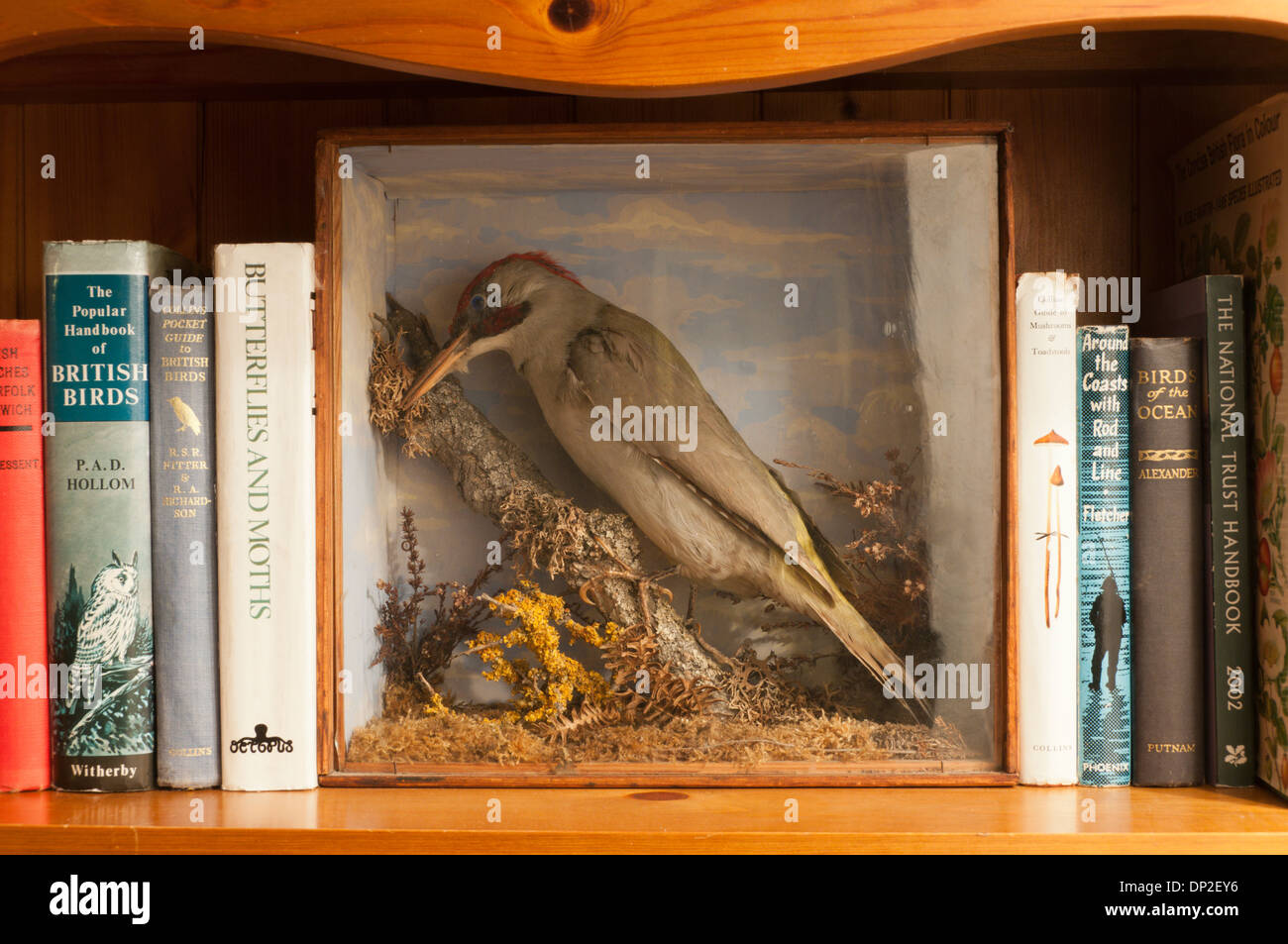 A stuffed green woodpecker (Picus viridis) in a display case on a shelf of natural history books. Stock Photo