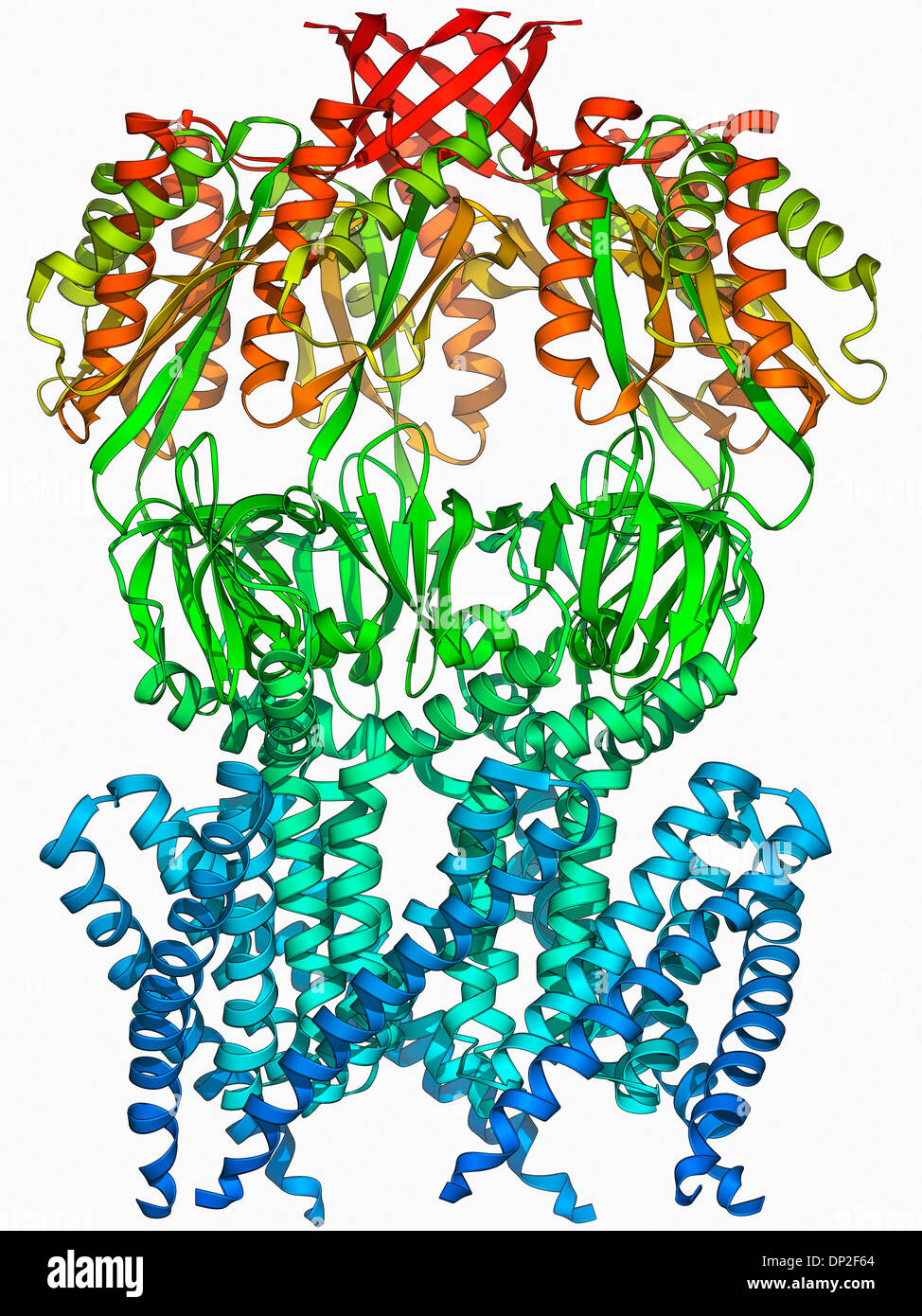 Protein Polymer Structure