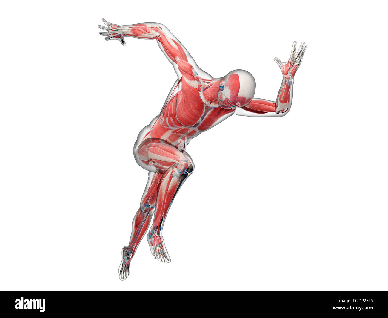 Body Muscle Anatomy Sprinter Hi-res Stock Photography And Images - Alamy