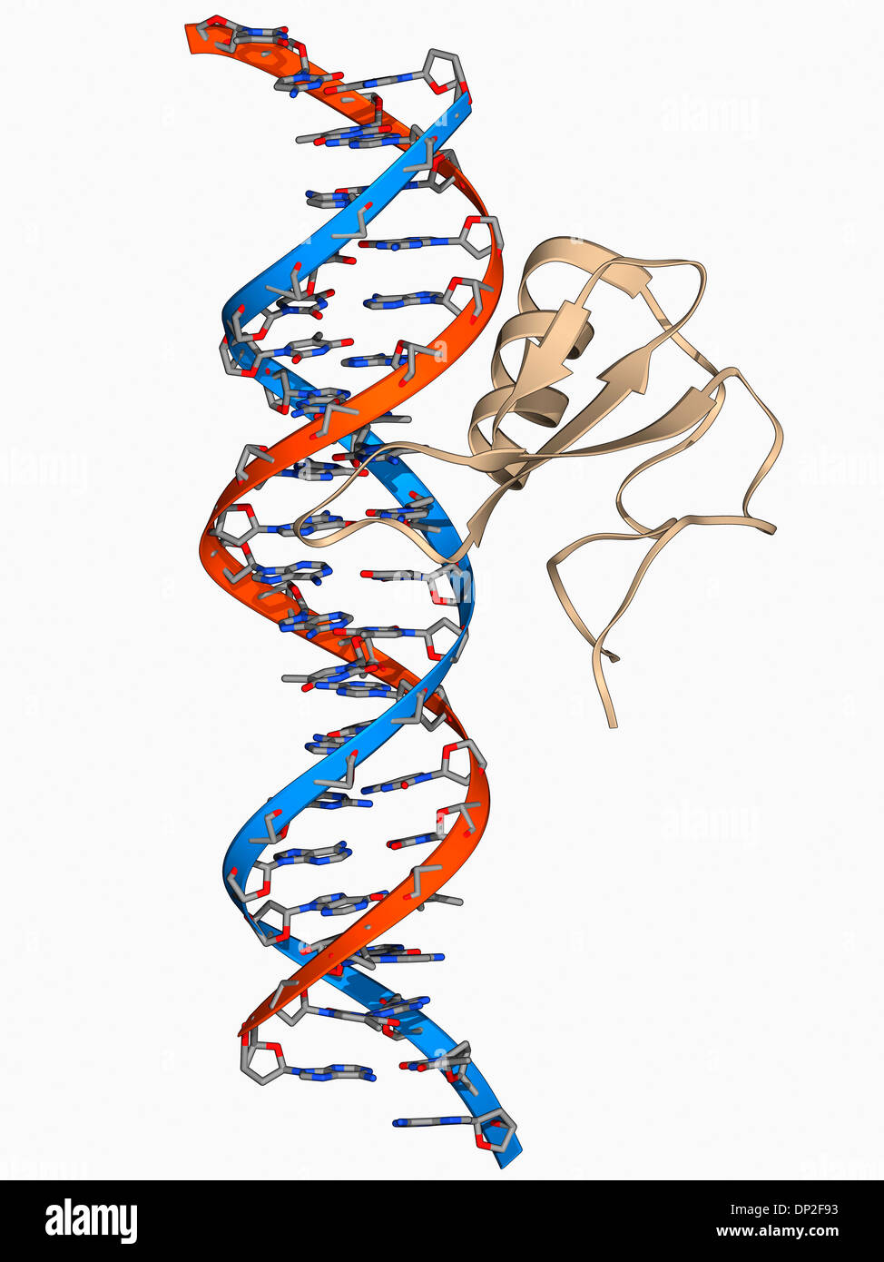 DNA and MECP2 complex, molecular model Stock Photo