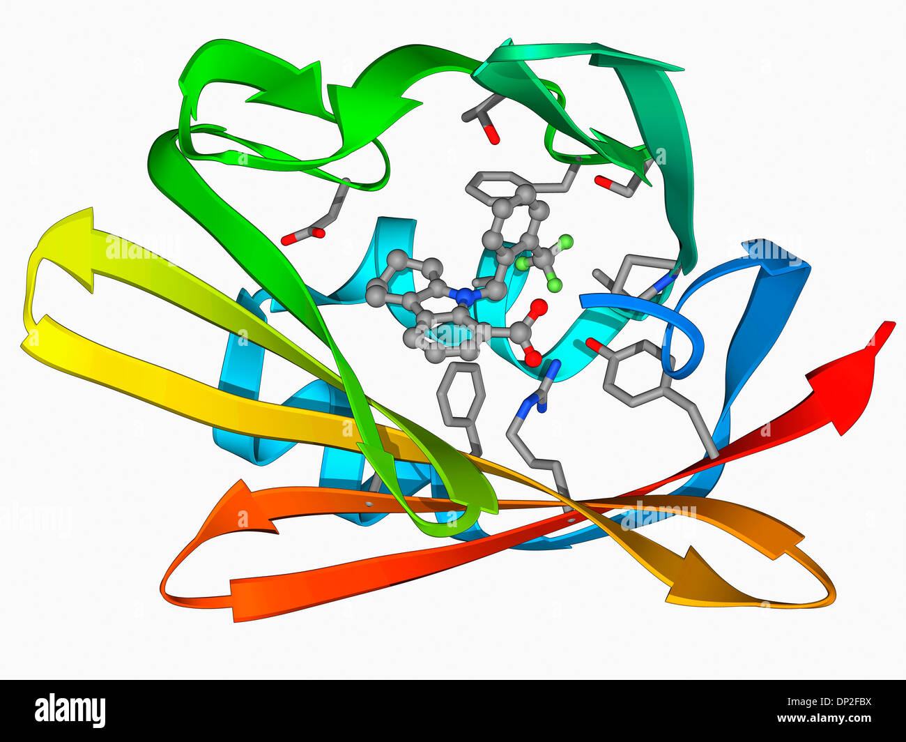 Fatty acid binding protein hires stock photography and images Alamy