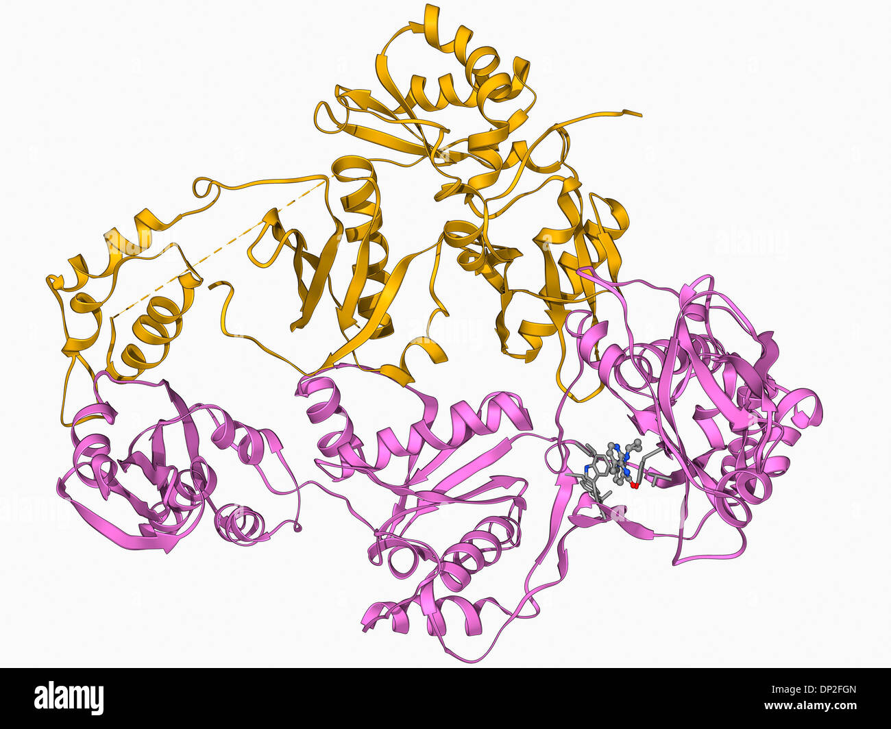 HIV reverse transcription enzyme Stock Photo Alamy