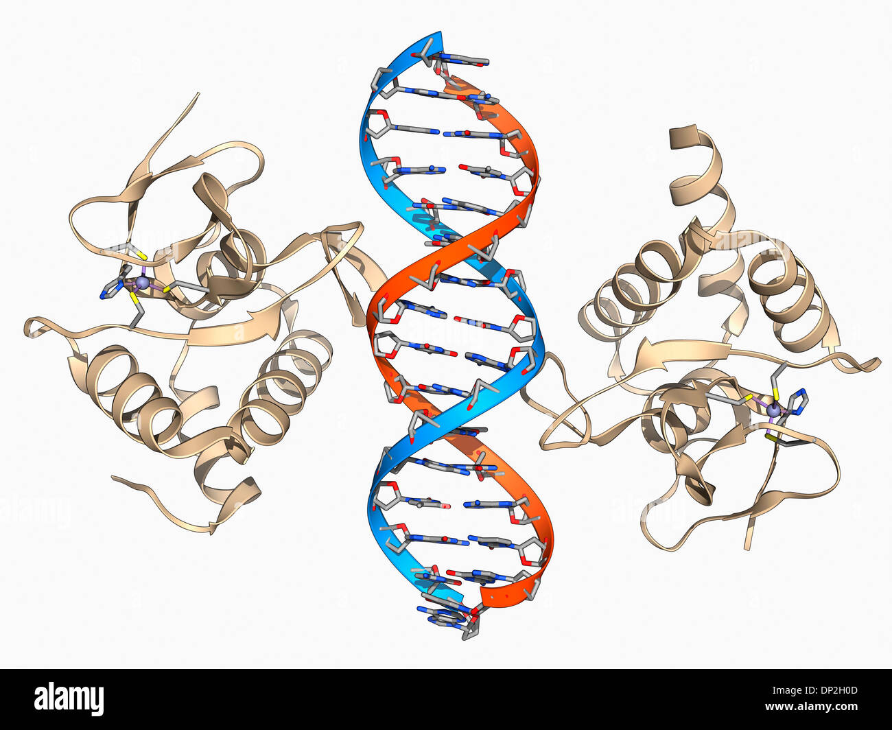 SMAD4 protein domain bound to DNA Stock Photo