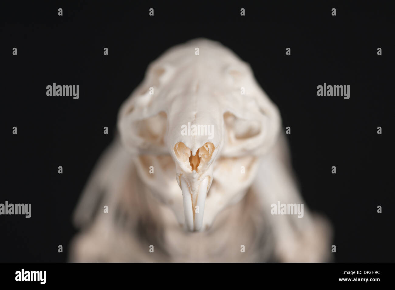a clean rabbit skull bone specimen head skull skeleton Stock Photo Alamy