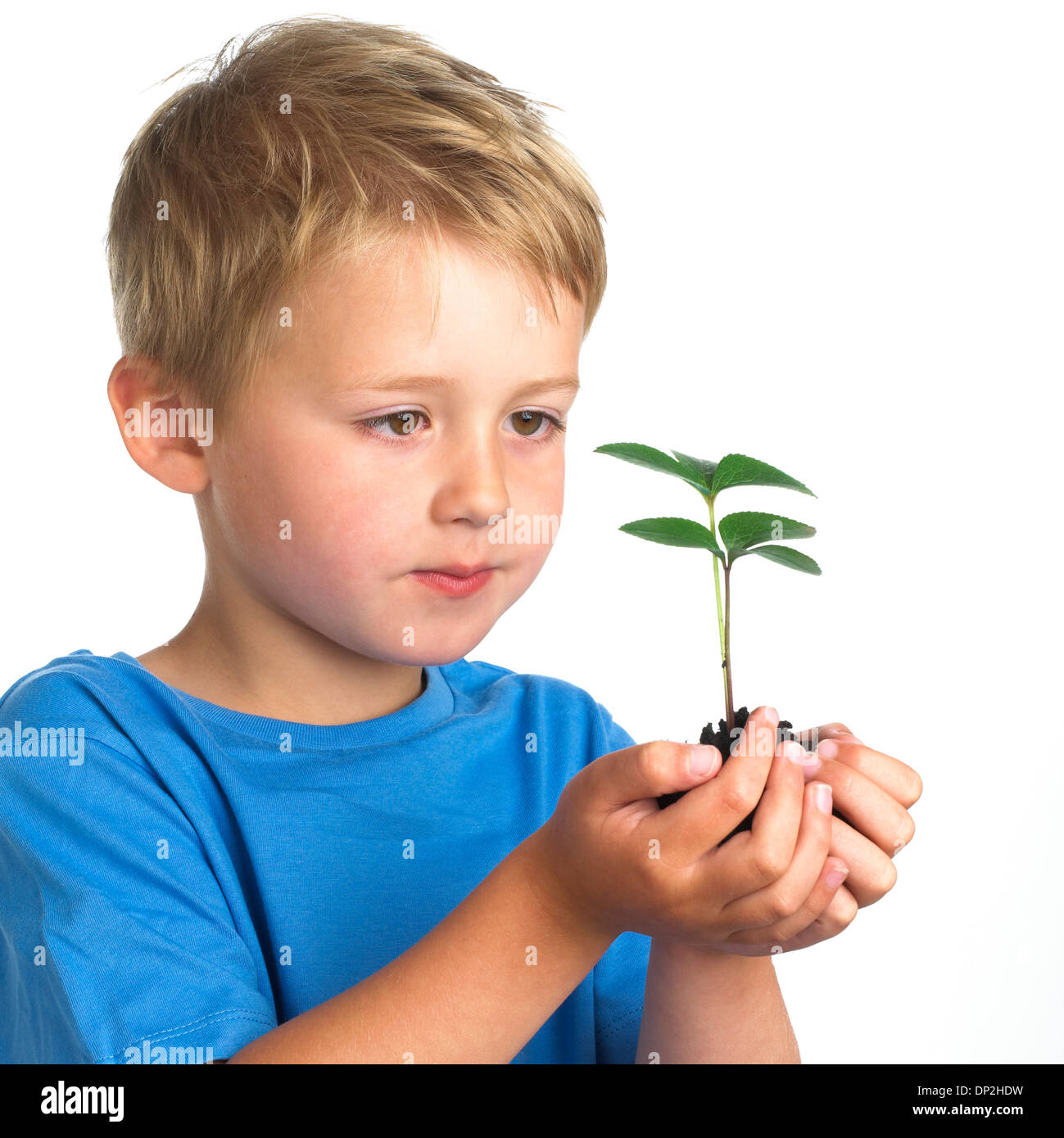 Boy holding seedling Stock Photo