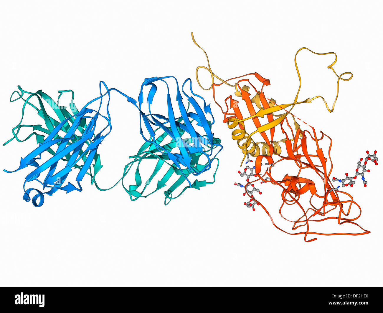 Structure of the ebola virus hi-res stock photography and images - Alamy