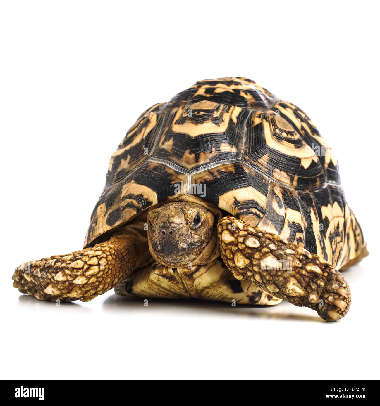Leopard tortoise Stock Photo