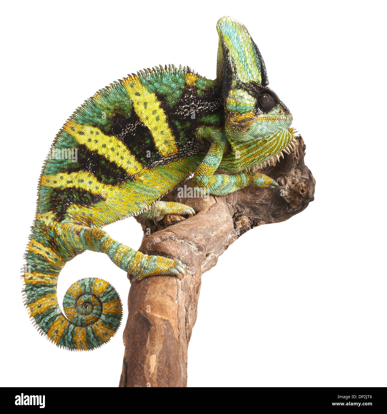 Veiled chameleon Stock Photo
