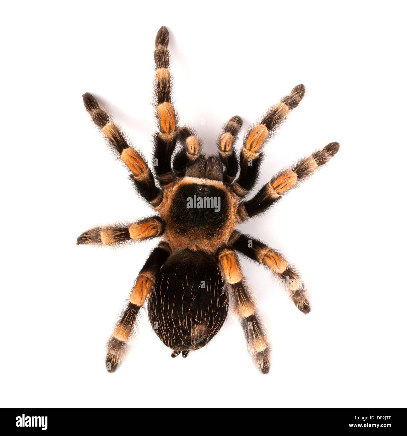 Mexican redknee tarantula Stock Photo