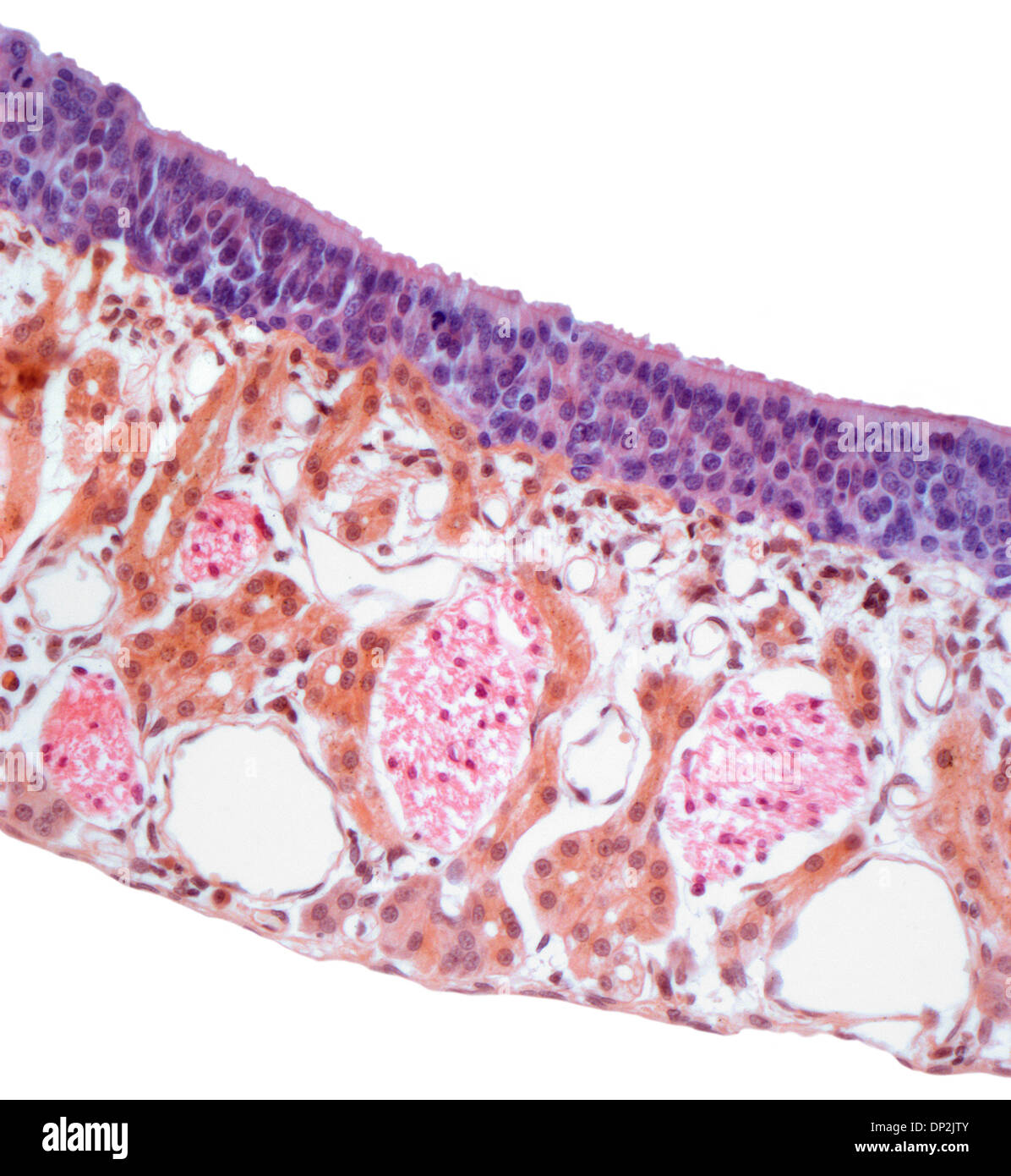 Nasal mucosa, light micrograph Stock Photo