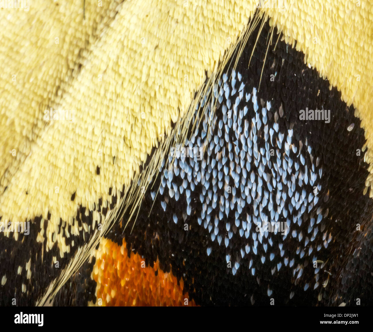 Swallowtail butterfly wing Stock Photo