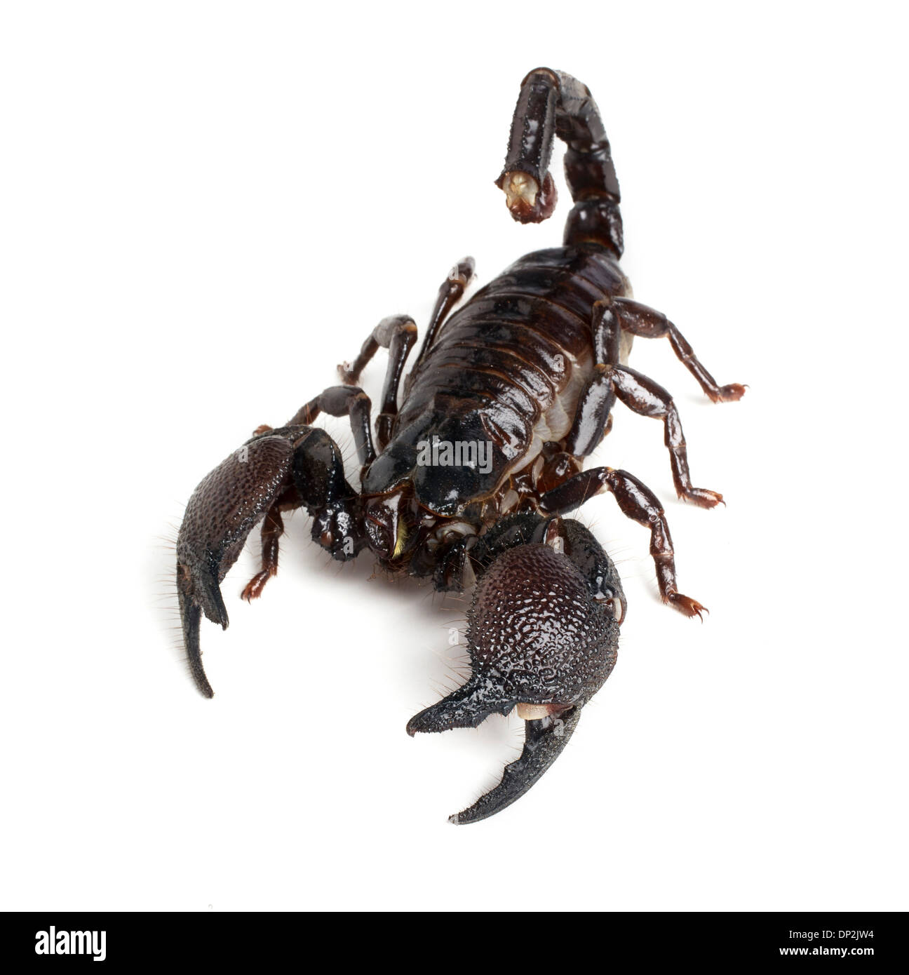 Emperor scorpion Stock Photo