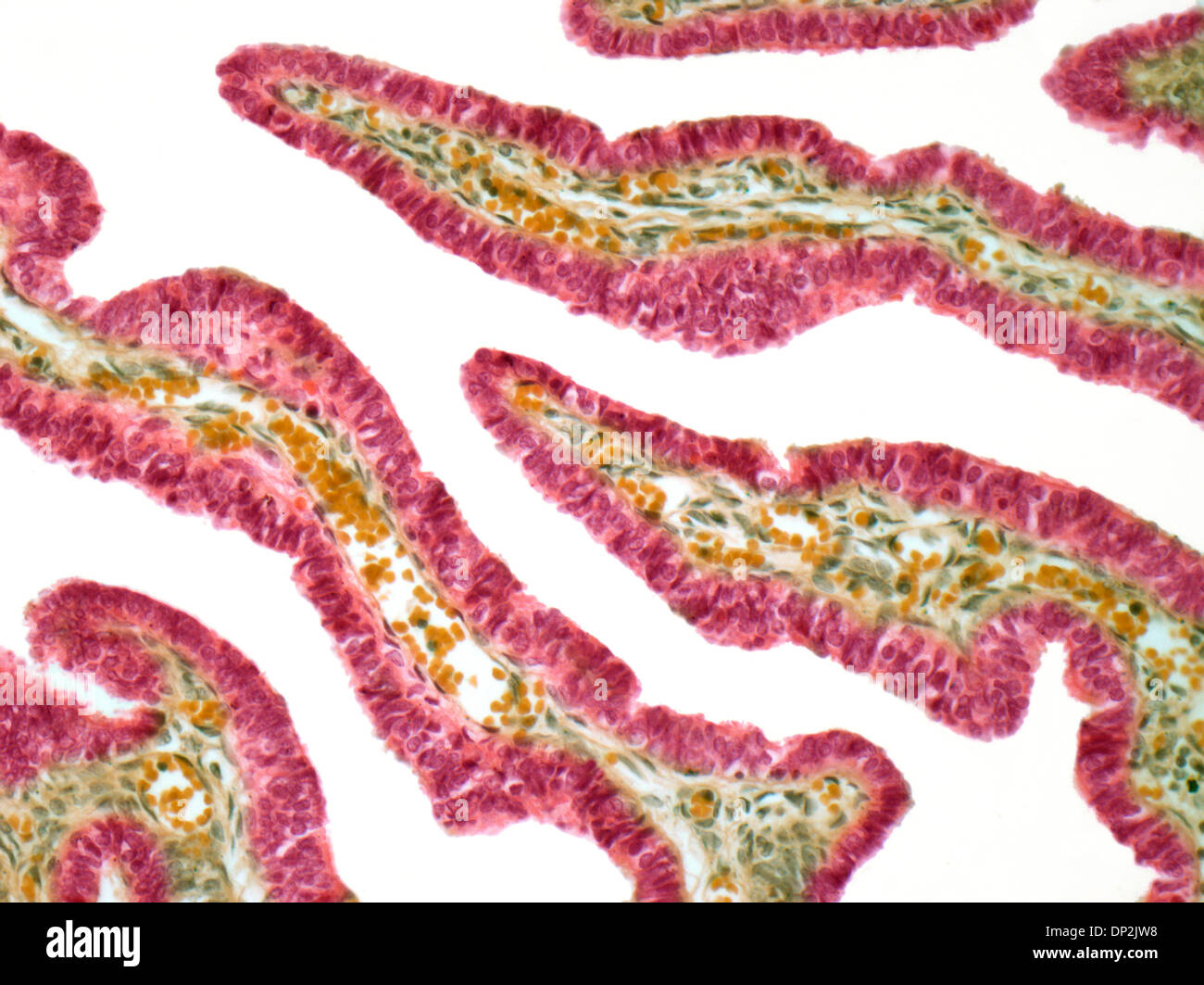 Fallopian tube, light micrograph Stock Photo