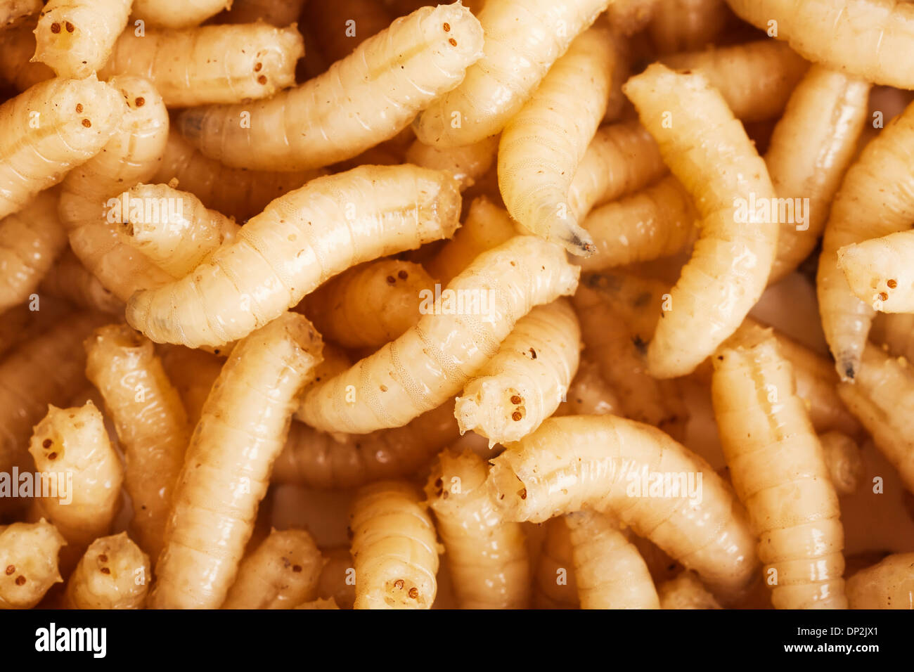 How to Kill Maggots and Get Rid of Infestation