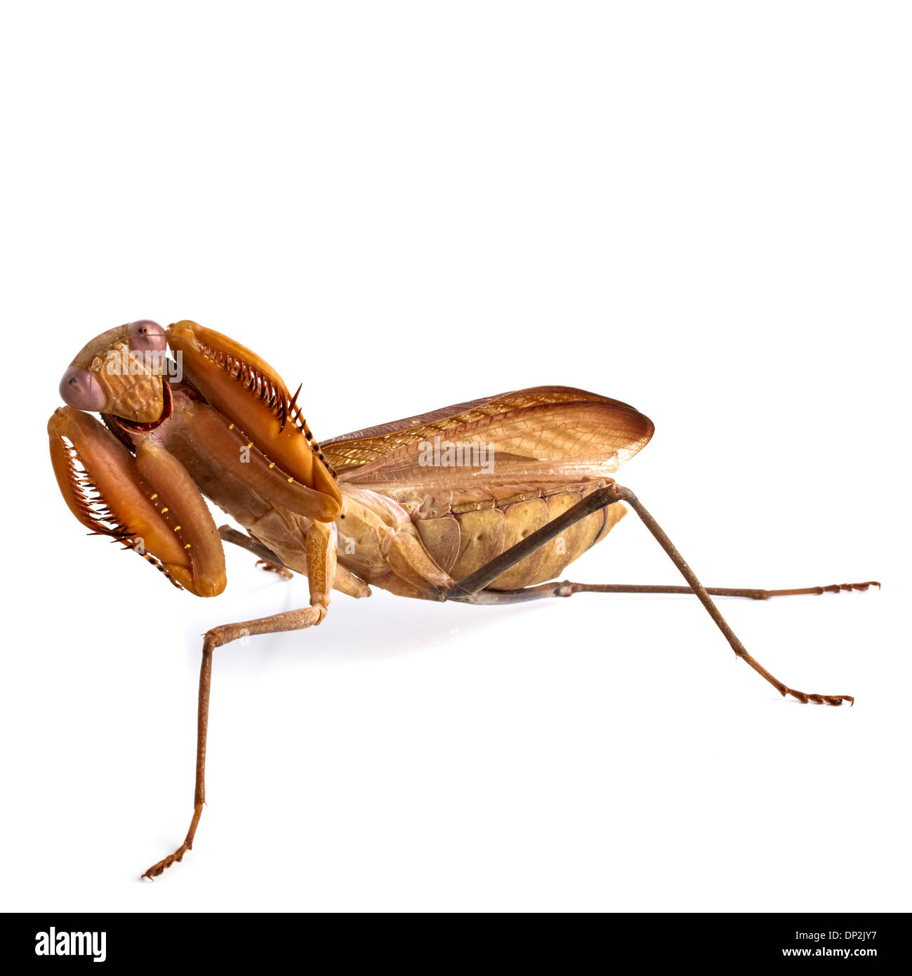 African mantis Stock Photo