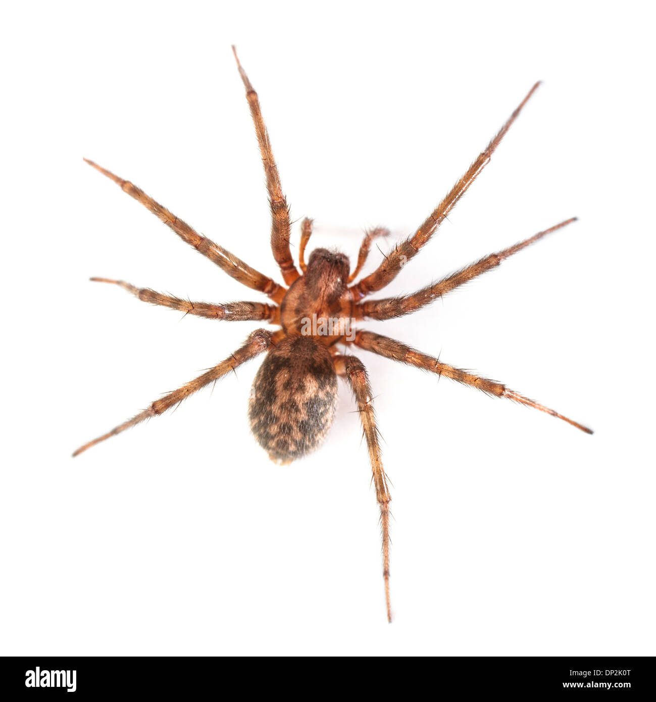 House spider Stock Photo