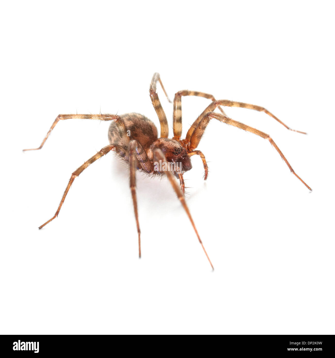House spider Stock Photo