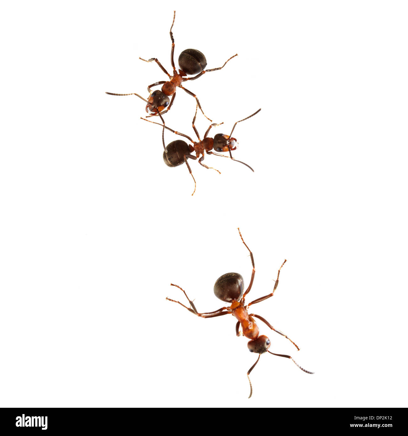 Wood ants Stock Photo