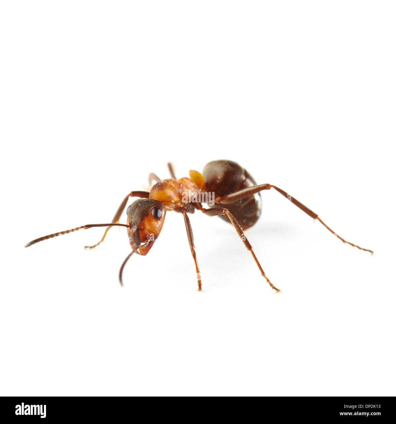 Wood ant Stock Photo