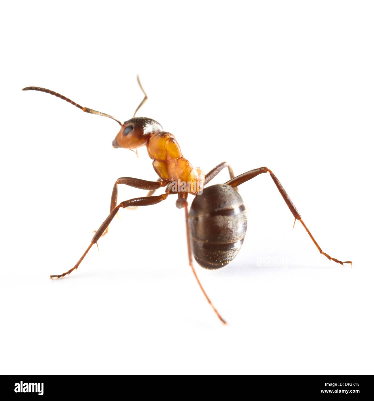 Wood ant Stock Photo