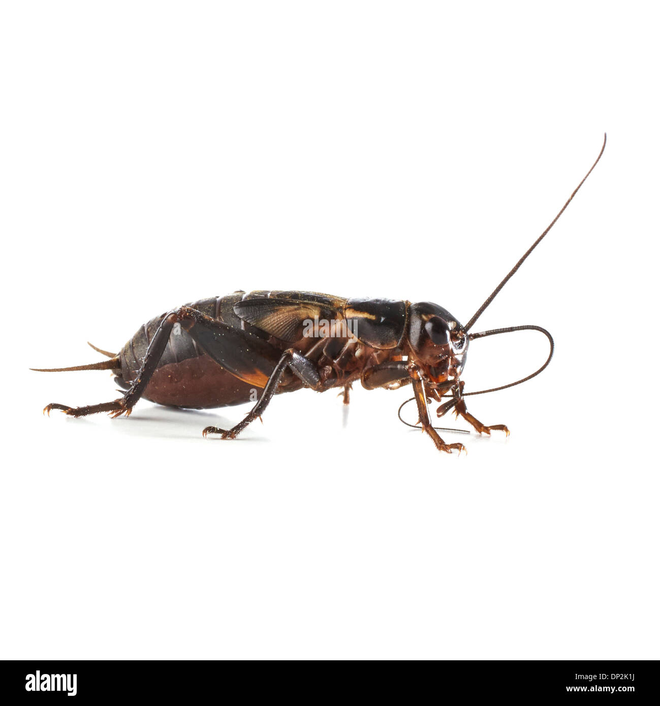 Black field cricket Stock Photo