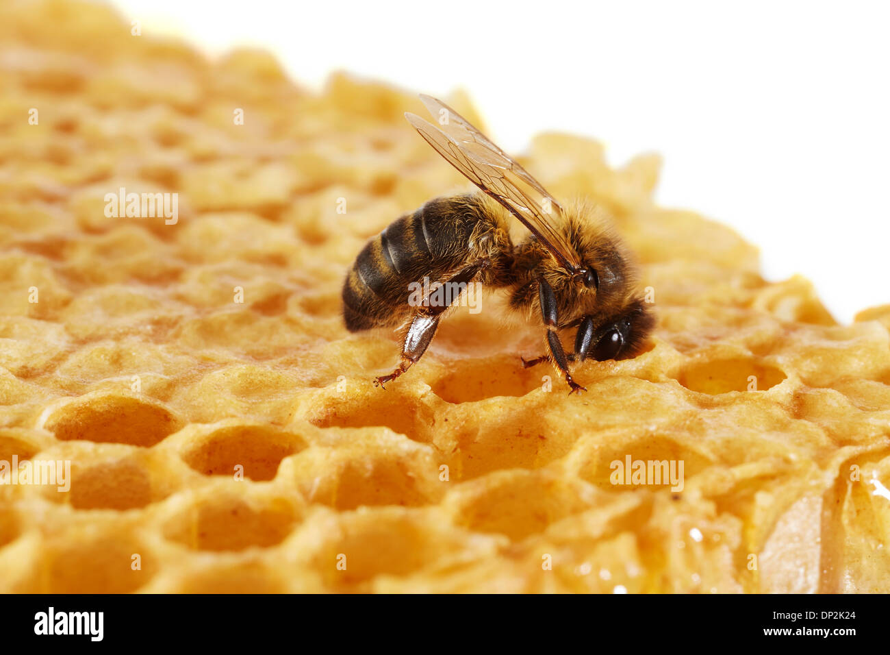 Honey bee on honeycomb Stock Photo