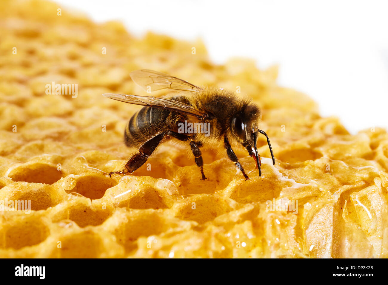 Honey bee side view hi-res stock photography and images - Alamy