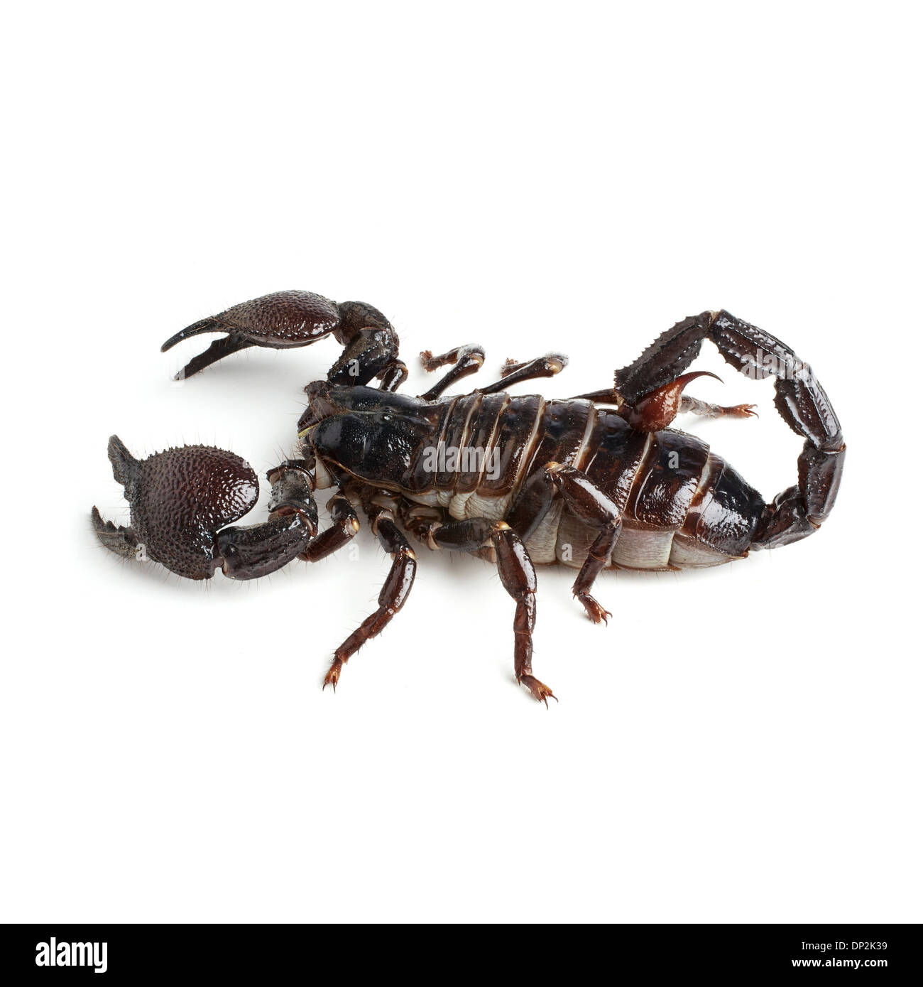 Emperor scorpion Stock Photo