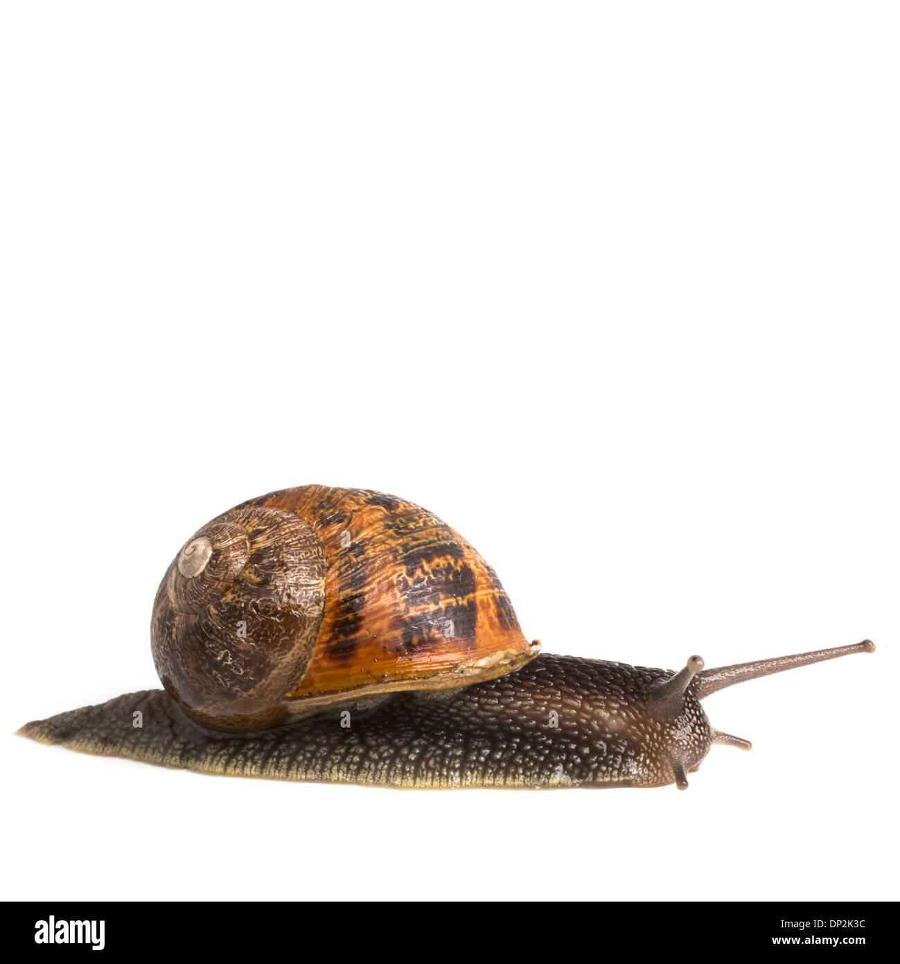 White garden snail Cut Out Stock Images & Pictures Alamy