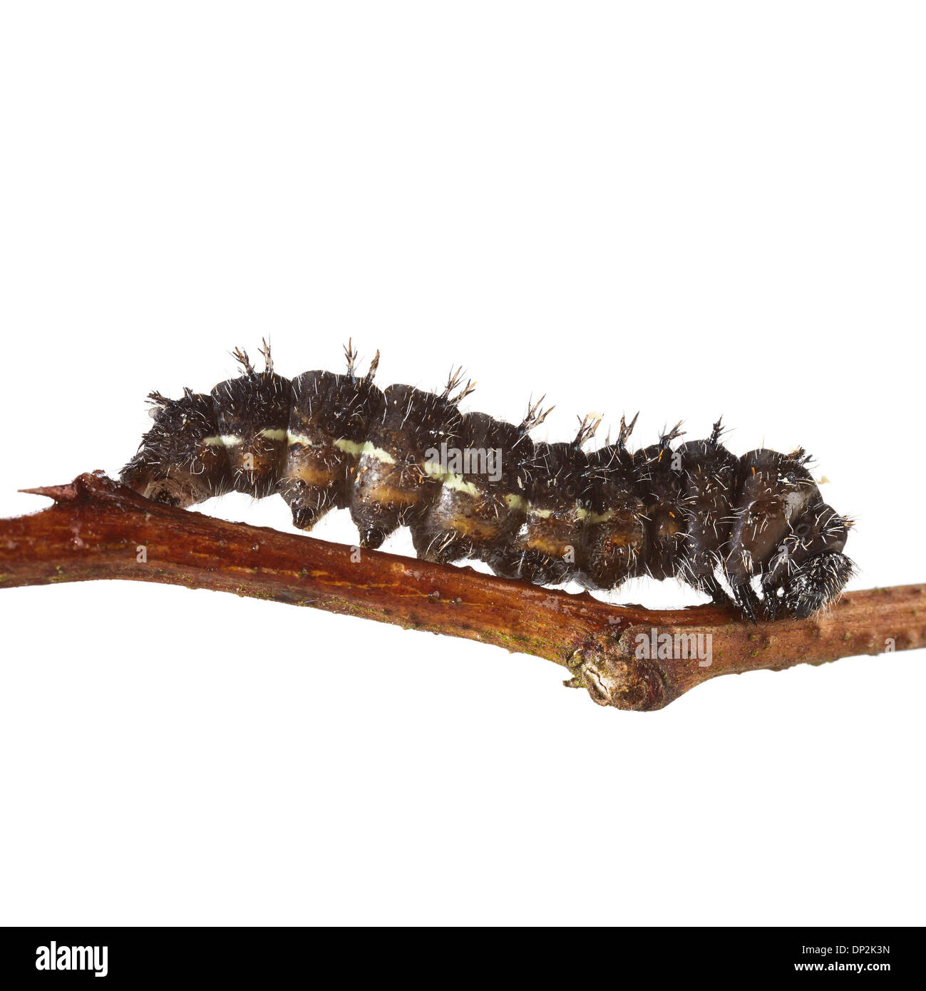 Painted lady caterpillar Stock Photo