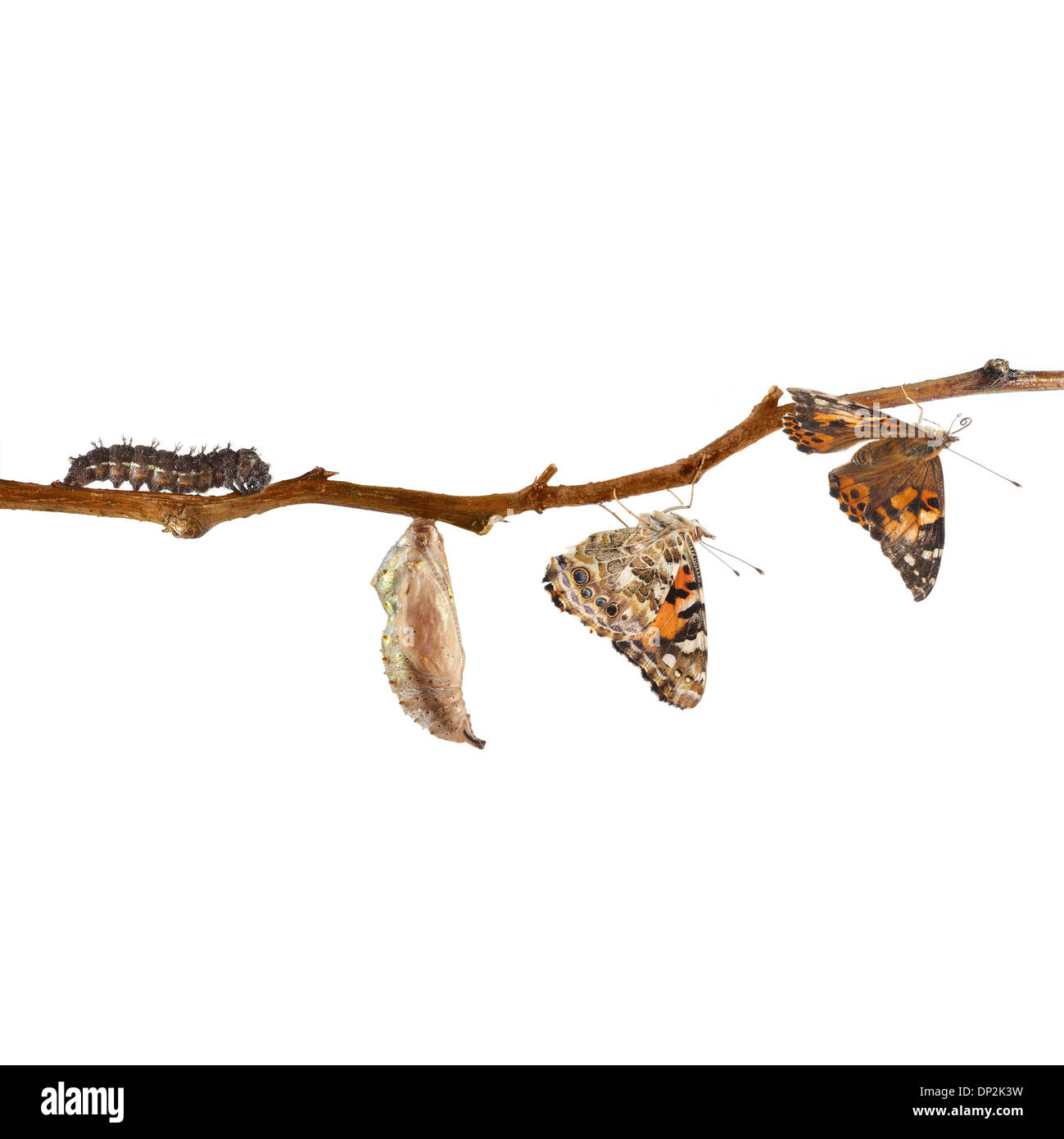 Painted lady butterfly life cycle Stock Photo