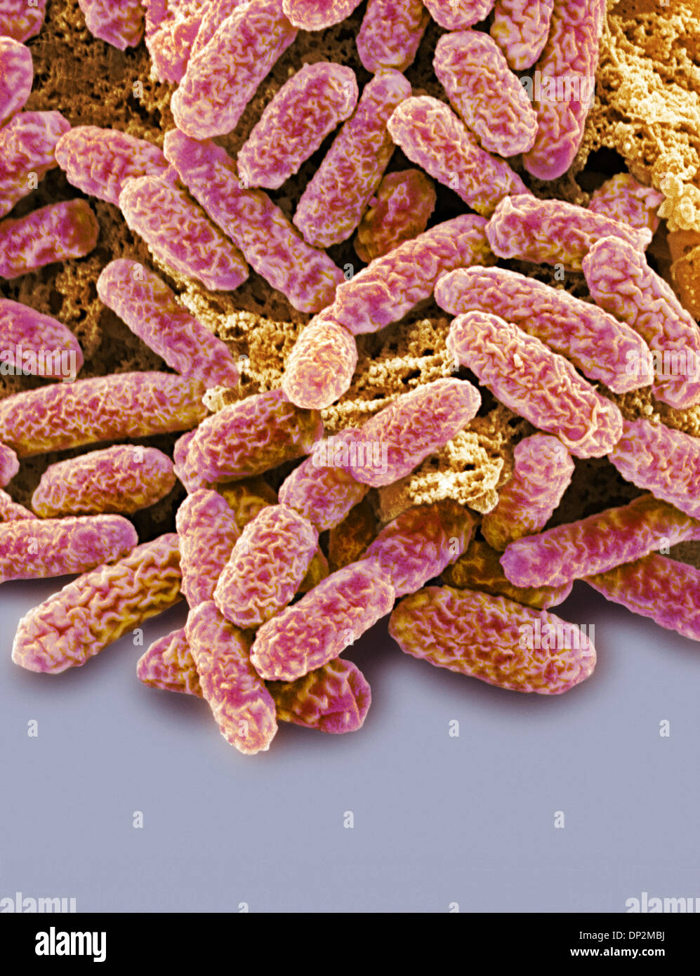 E coli bacteria, SEM Stock Photo