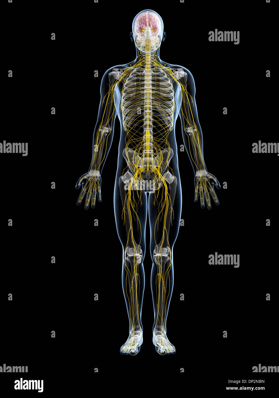 Full body view of a male figure of African ethnicity with the
