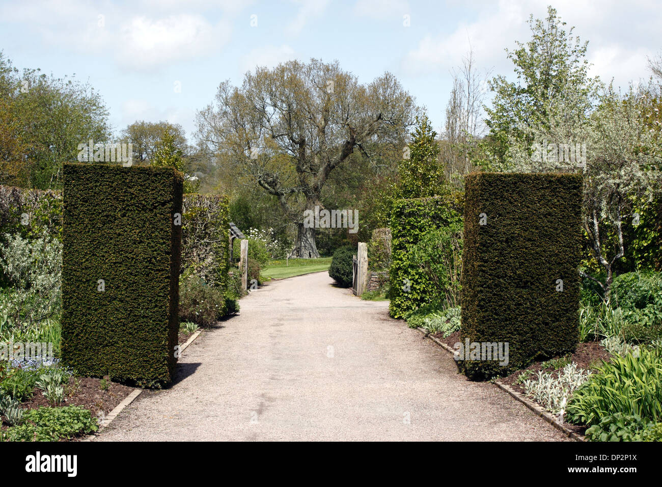 TAXUS BACCATA. YEW HEDGE COLUMNS. Stock Photo