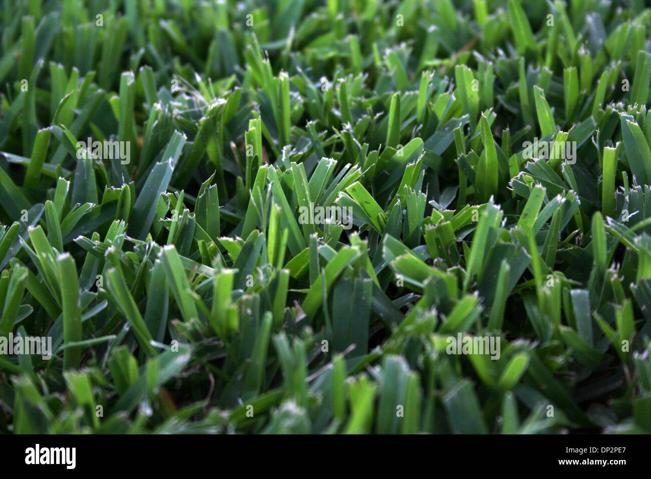 Jun 10, 2006; Laguna Beach, CA, USA;  Blades of fresh green grass in a yard. Mandatory Credit: Photo by Camilla Zenz/ZUMA Press. (©) Copyright 2006 by Camilla Zenz Stock Photo