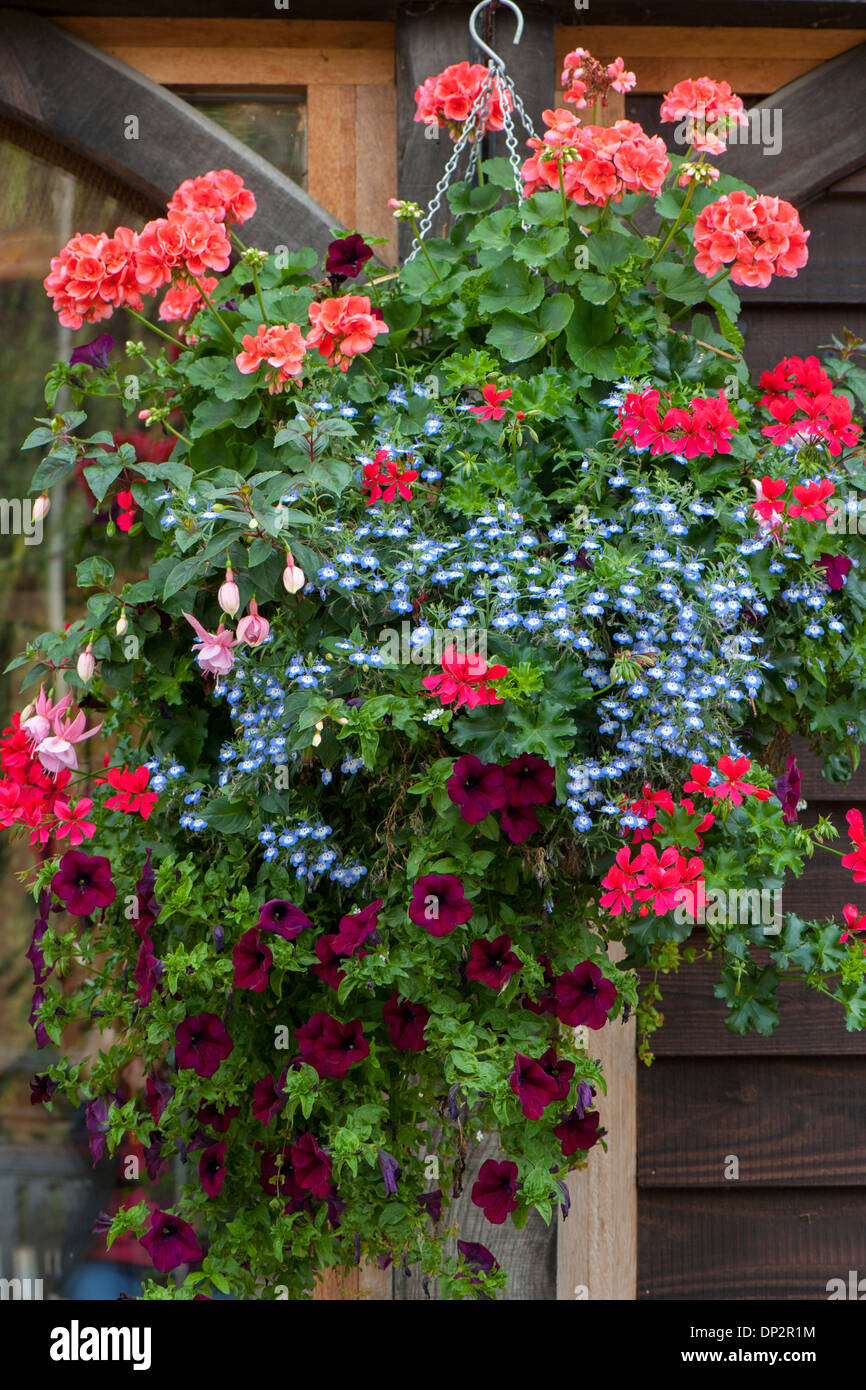 Summer Hanging basket with trailing flowers Stock Photo