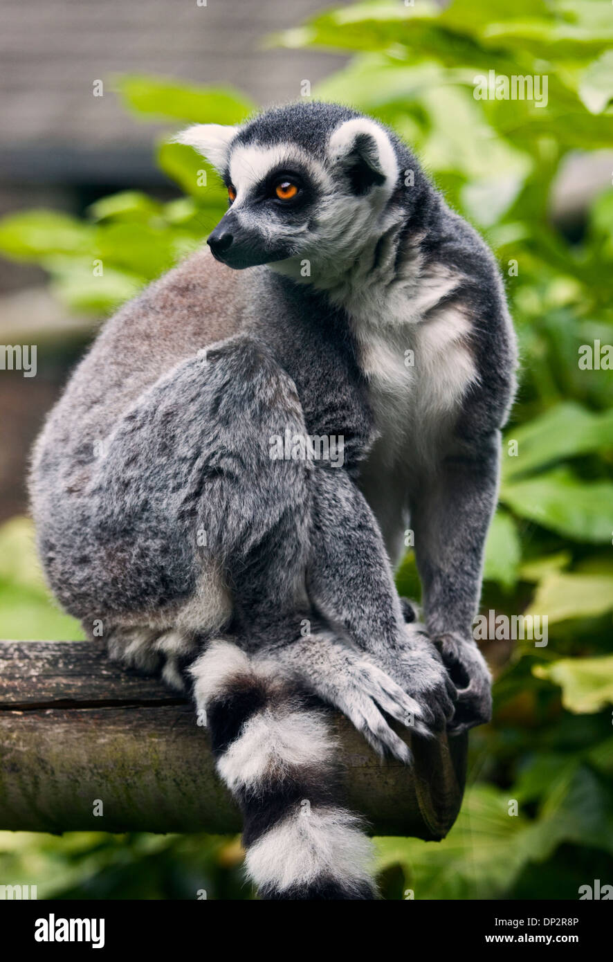 Ring Tailed Lemur (lemur Catta Stock Photo - Alamy