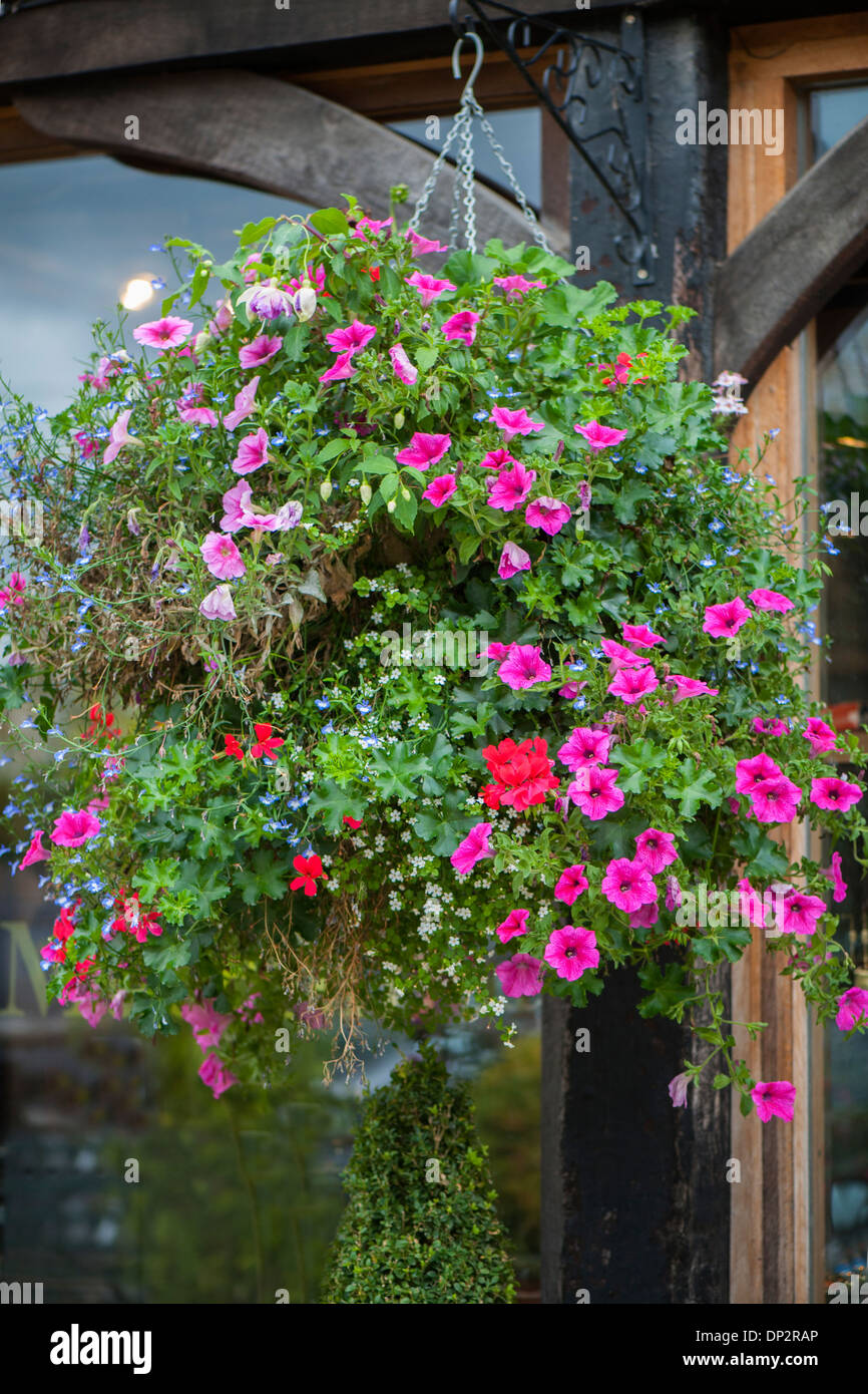 Summer Hanging basket with trailing flowers Stock Photo