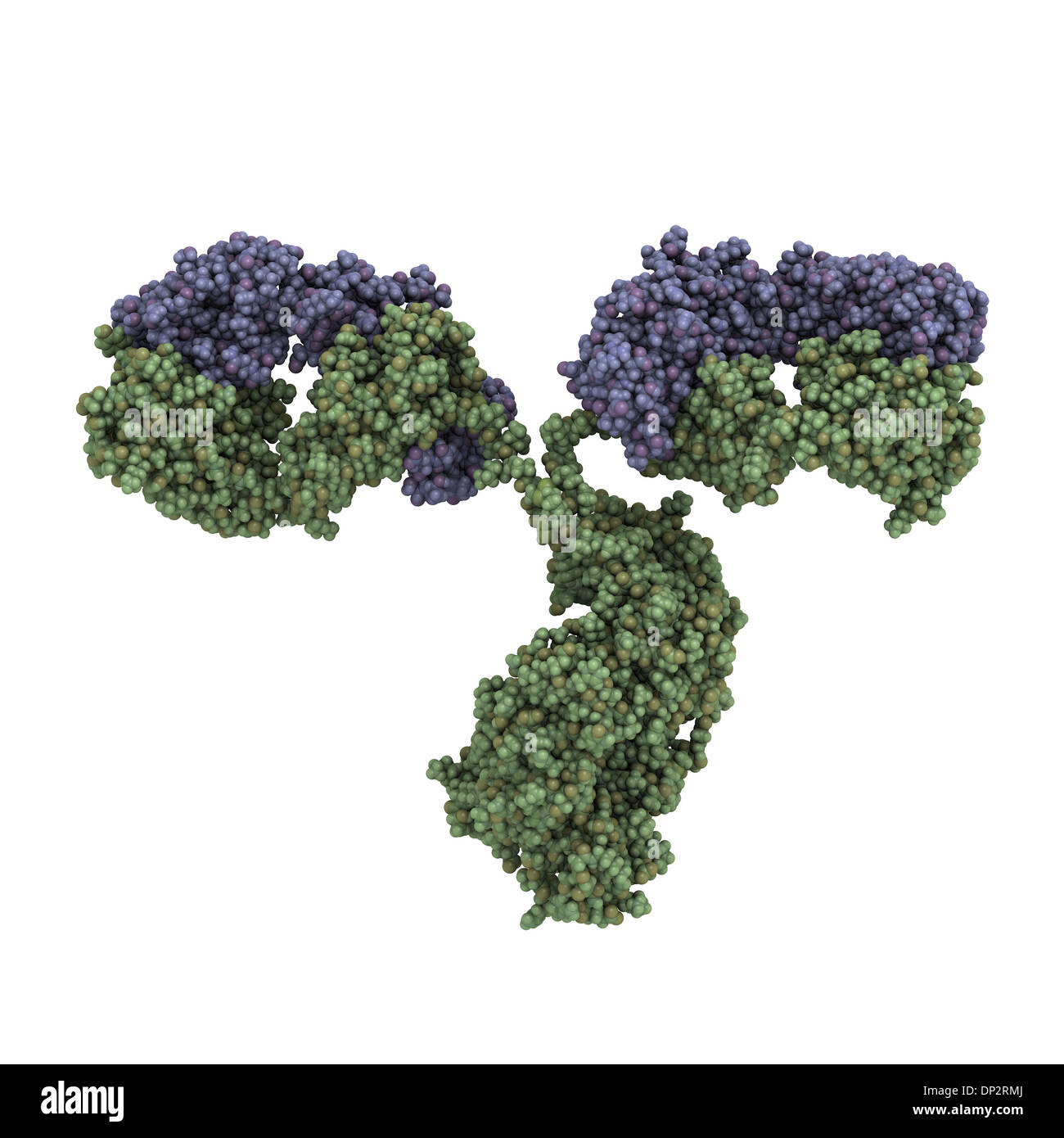 Antibody molecule molecular structure monoclonal Cut Out Stock Images ...
