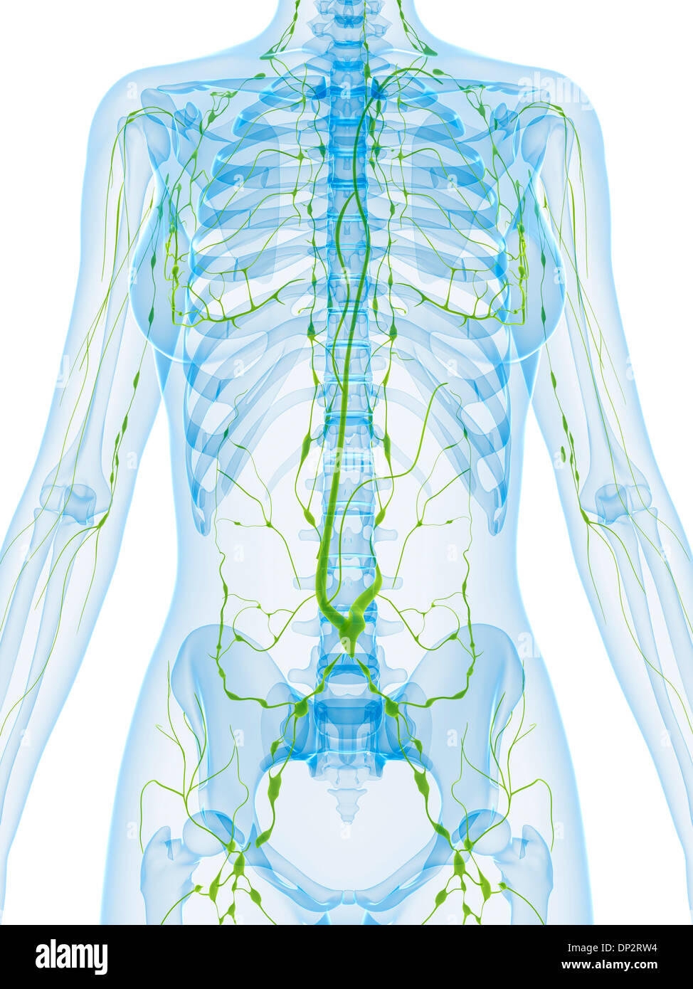 Female anatomy, artwork Stock Photo - Alamy