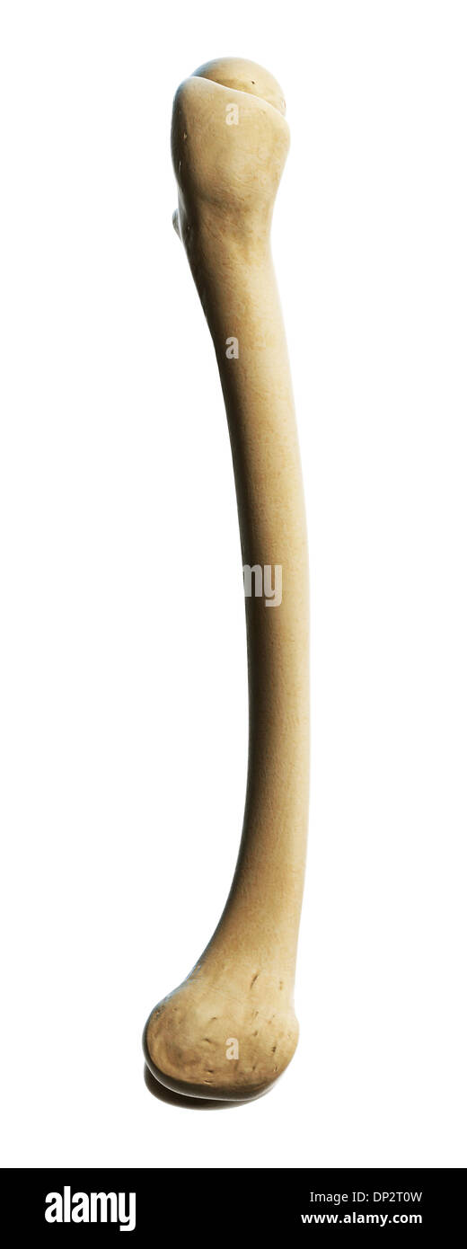 Thigh bone, artwork Stock Photo
