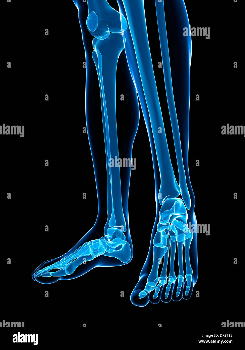 Bones of the lower legs and feet, artwork Stock Photo Alamy