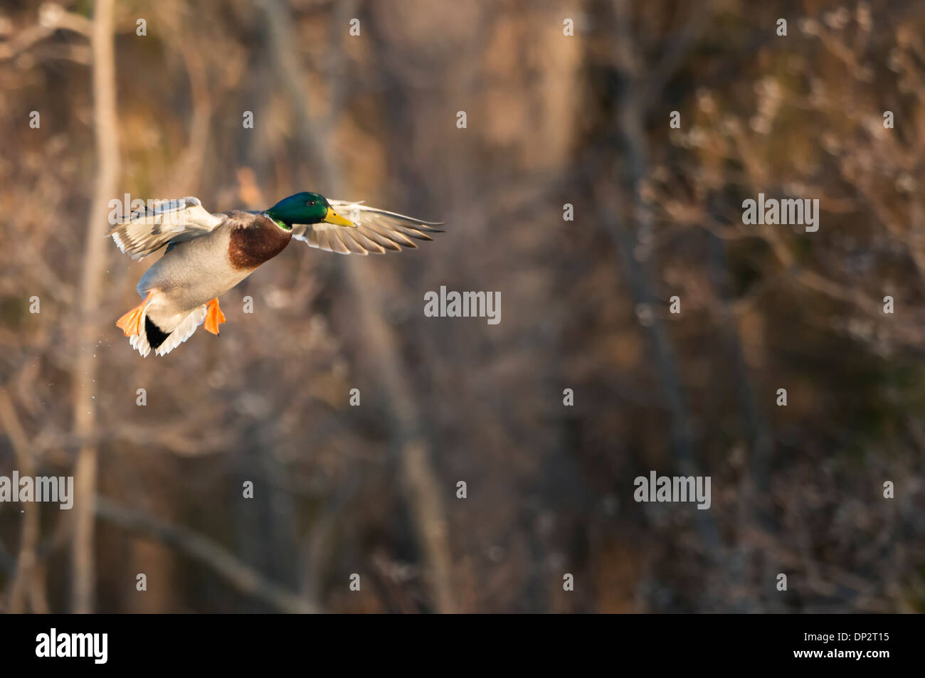 A mallard (Anas platyrhynchos) drake prepares to land, North Texas Stock Photo
