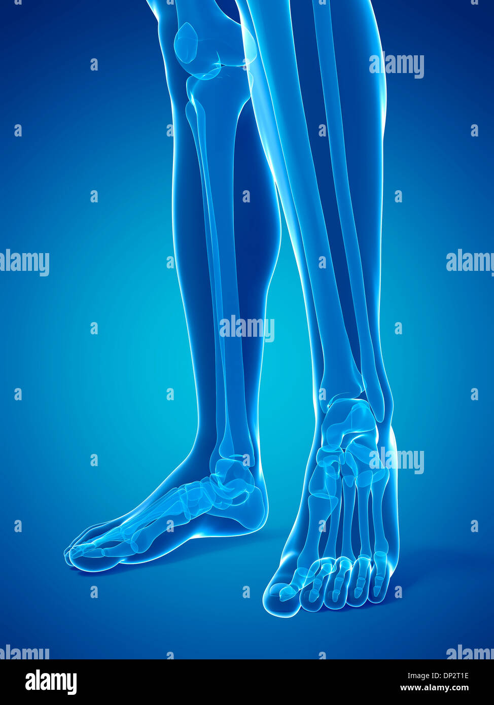 Bones of the lower legs and feet, artwork Stock Photo