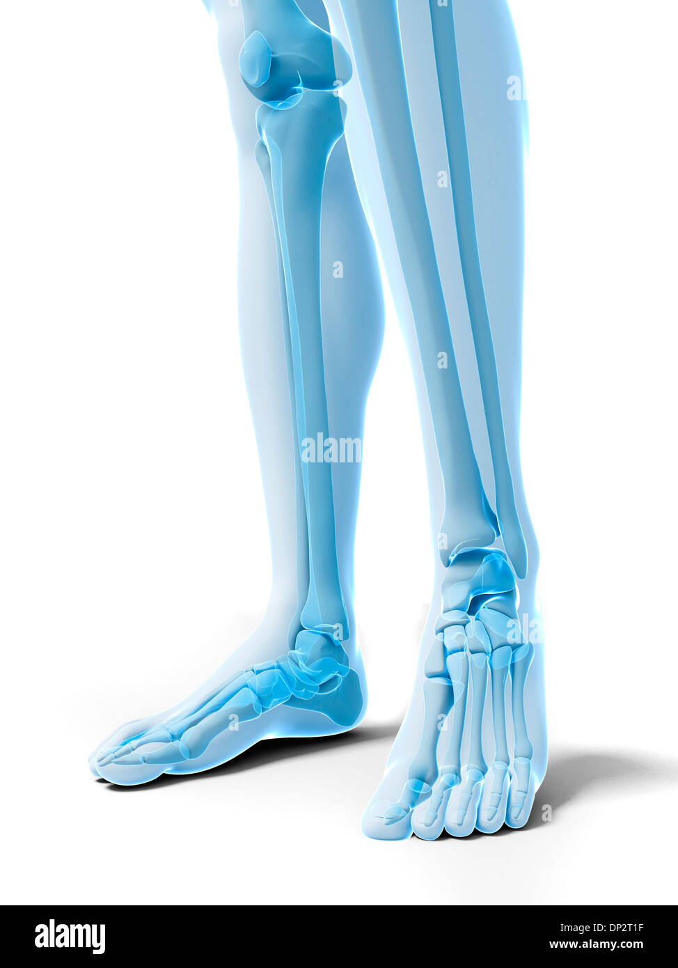 Bones of the lower legs and feet, artwork Stock Photo Alamy