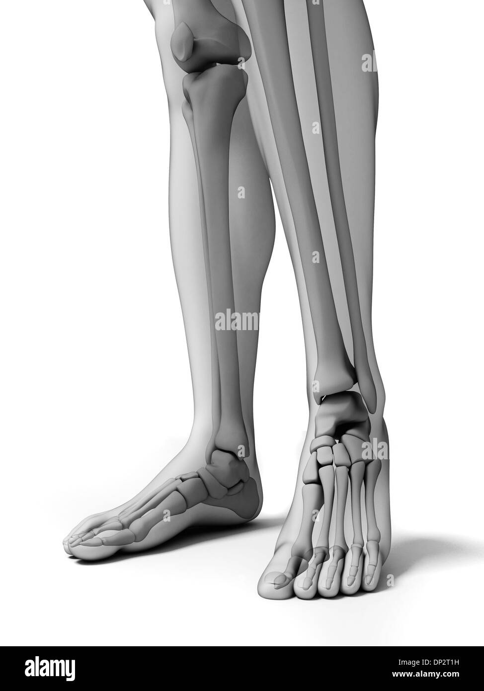 Bones of the lower legs and feet, artwork Stock Photo Alamy