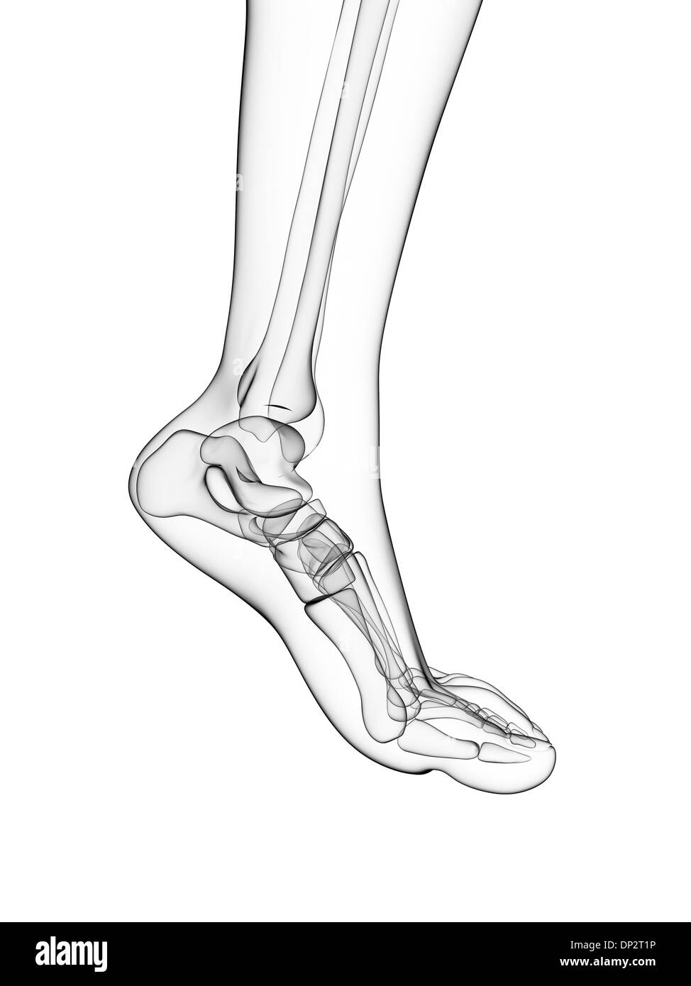 Bones of the foot, artwork Stock Photo