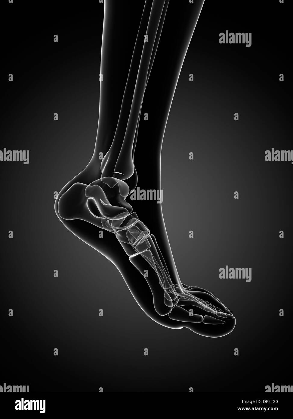 Bones of the foot, artwork Stock Photo