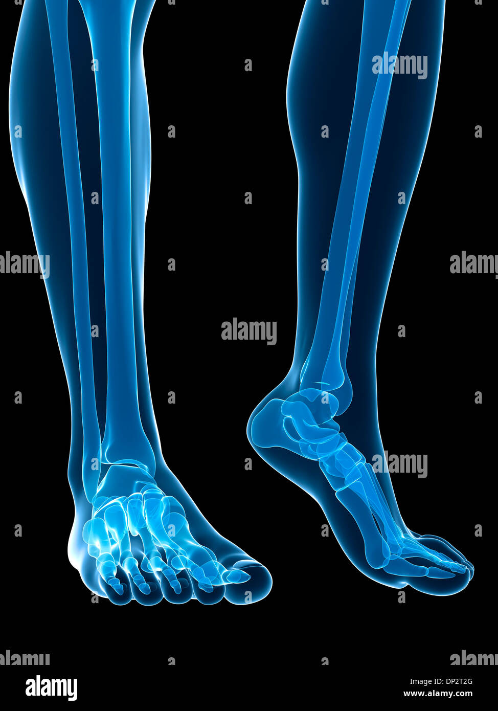 Bones of the feet, artwork Stock Photo